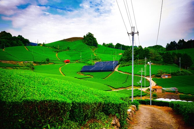 Scenic Green Tea Fields of Hidden Kyoto & Local Tea Exp (Private) - Key points at a glance