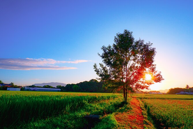Scenic Green Tea Fields of Hidden Kyoto & Local Tea Exp (Private) - A private vehicle changes the day