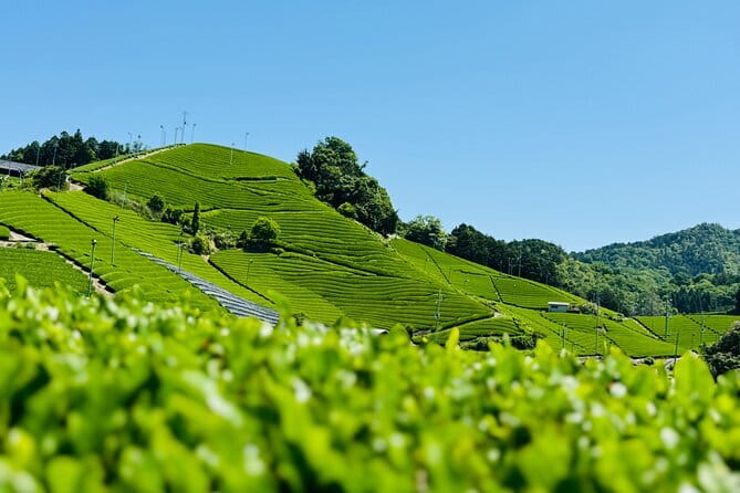 Slow Cycling Tour at Uji's Matcha Green Tea Fields and Heritage - Asagiri Bridge puts the river at center stage