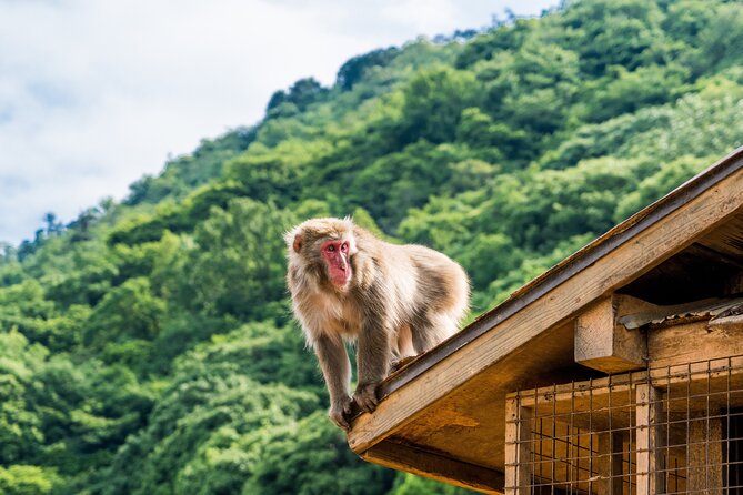 Tokyo to Kyoto 1-Full Day Private Guided Tour - Bamboo Forest Street and the gardens of Tenryu-ji