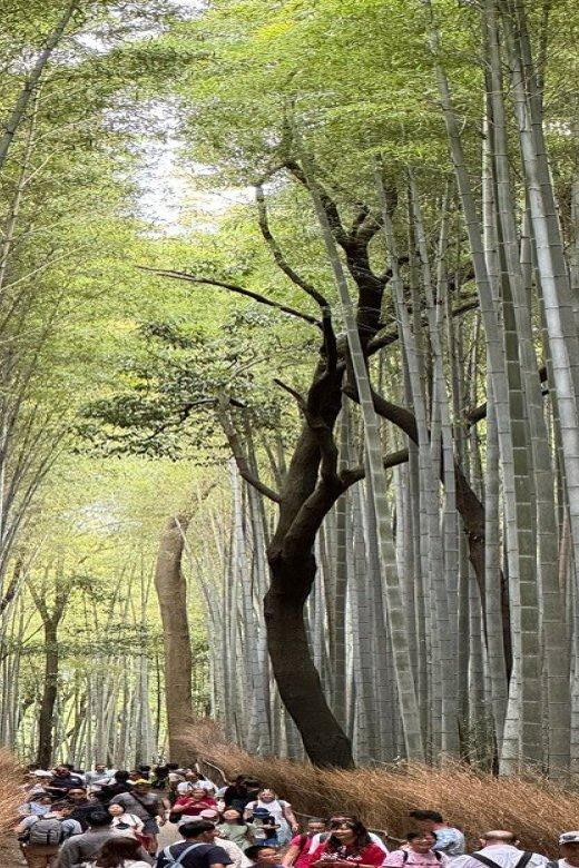 Treasures of Kyoto: Gion & historical Walking Tour - Maruyama Park at the heart of Higashiyama