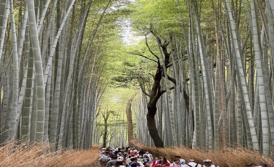 Treasures of Kyoto: Gion & historical Walking Tour - Yasaka Shrine, Kyoto’s Gion Shrine